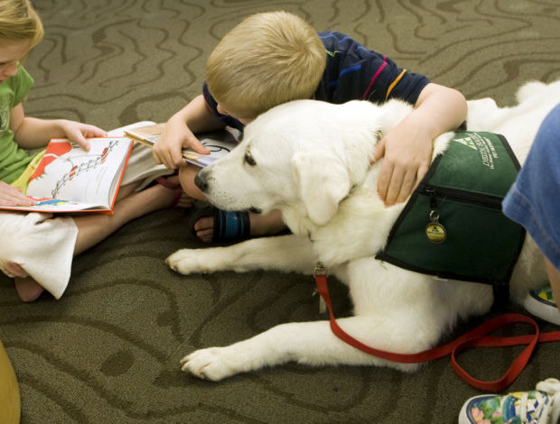 Therapy dog